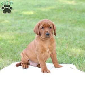 Denali, Fox Red Labrador Retriever Puppy